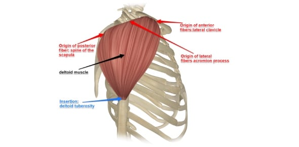 What Do You Know About Deltoid Muscle Terms Flashcards